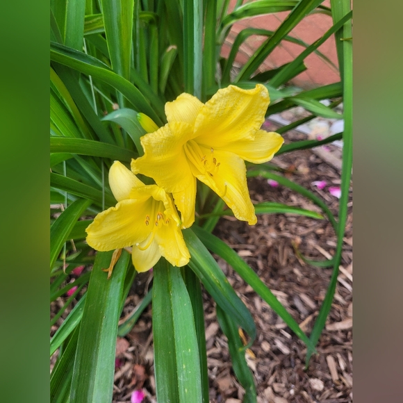 Meet your Poshers, Carolyn & Patricia - Picture 15 of 16